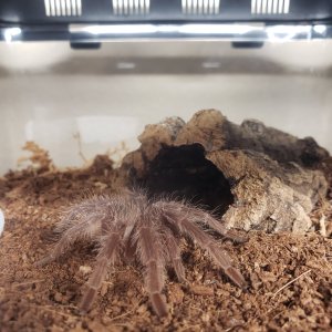 Lasiodora