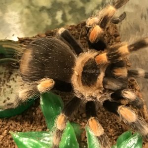 Brachypelma hamorii