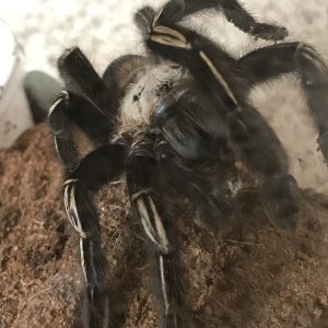 Ephebopus murinus - Skeletor