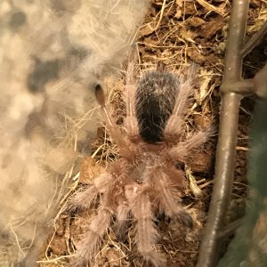 Grammostola porteri