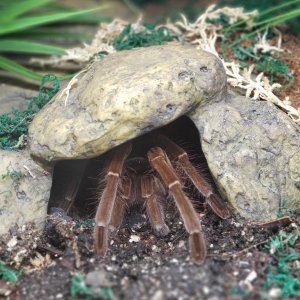 Goliath birdeater