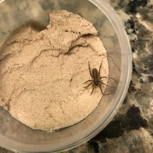 Trochosa ruricola mold rehouse