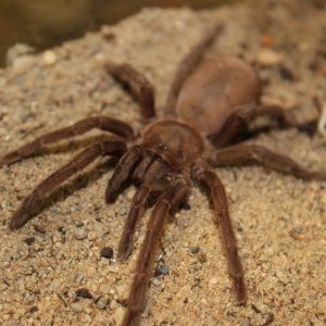 Chilobrachys huahini - Pecan