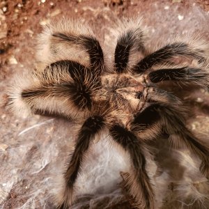 Brachypelma albopilosum