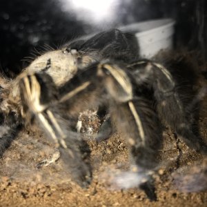 E murinus enjoying a dubia roach