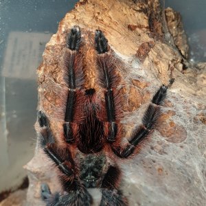 Psalmopoeus Victori - Mexican Half & Half/Darth Maul