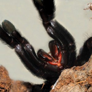 Lampropelma sp. 'Borneo black