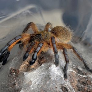 Harpactira pulchripes