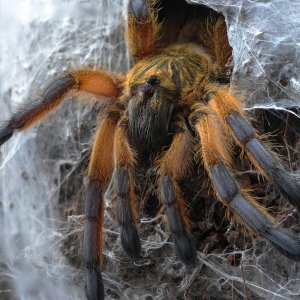 Harpactira pulchripes