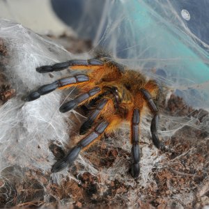 Harpactira pulchripes