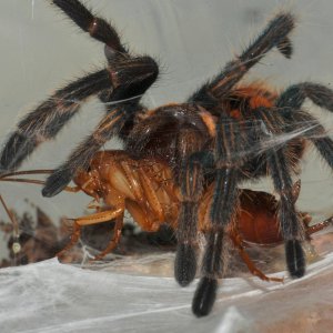 Chromatopelma cyaneopubescens - GBB and prey