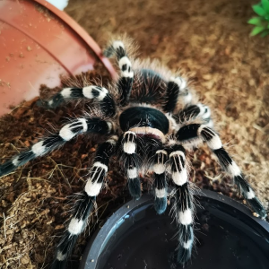 Maisa - A. geniculata