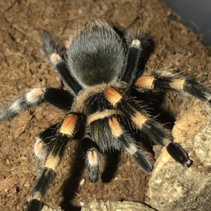 Brachypelma hamorii