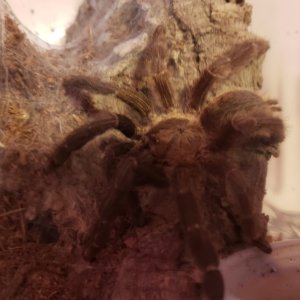 Psalmopoeus reduncus