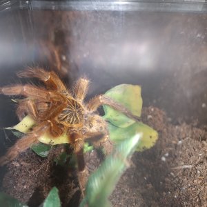 OBT