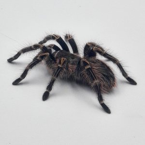 My First Tarantula