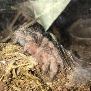 Grammostola porteri