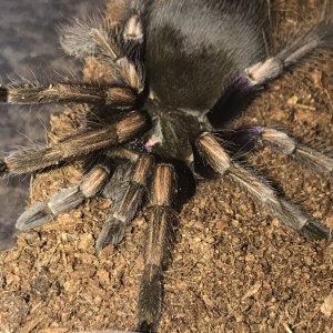 Pamphobeteus Ultramarinus