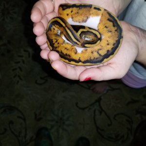 Daughters first python
