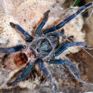 Chromatopelma cyanopubescens