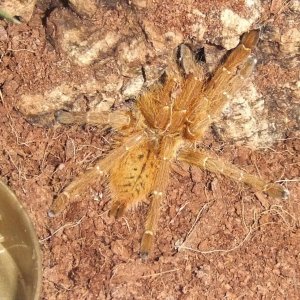 Pterinochilus murinus Usambara - Tanga