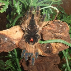 Stromatopelma calceatum - Sahara