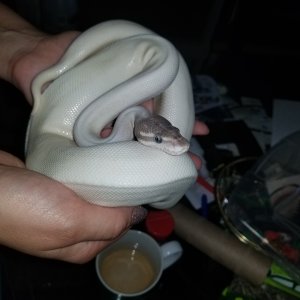 Super Mojave