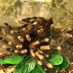 Male N Chromatus molted