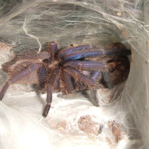 Chilobrachys Fimbriatus sp. Violet - Ashoka