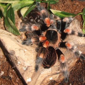 Brachypelma hamorii - Pico