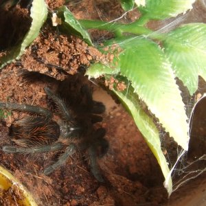 Plesiopelma longisternale - Toba