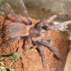 Phormictopus atrichomatus - Taino