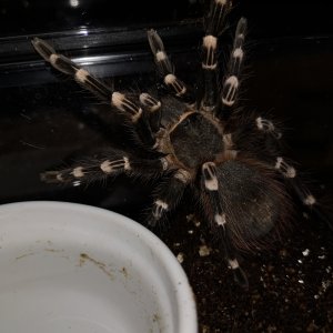 A. Geniculata