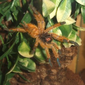 Pterinochilus murinus Usambara - Tanga