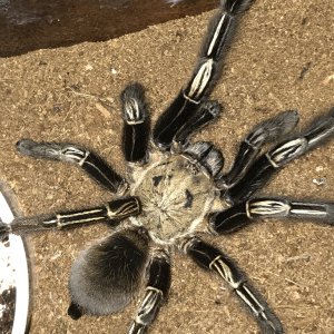 Ephebopus murinus - Skeletor