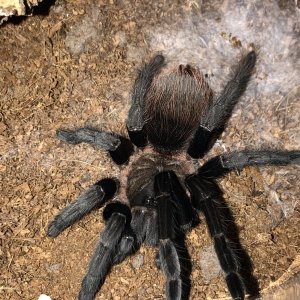 Sericopelma Sp Boquete