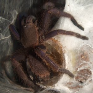 Chilobrachys Fimbriatus sp. Violet - Ashoka