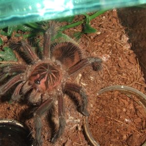 Pamphobeteus sp. machala - Cuchi