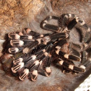 Acanthoscurria geniculata - Rio