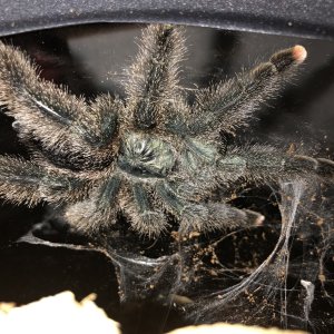 Avicularia Kwitara