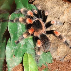 Brachypelma hamorii - Pico