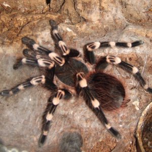 Acanthoscurria geniculata - Rio