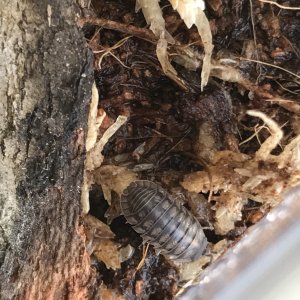Starting a Pill bug Colony