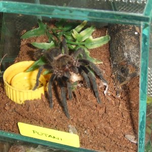 Thrixopelma pruriens - Putani