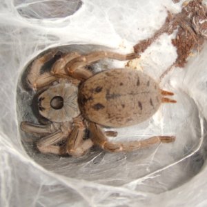 Ceratogyrus brachycephalus - Musina