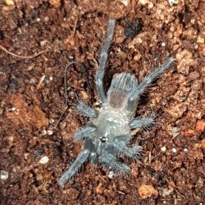 Brachypelma sp. 'Tortuguero"