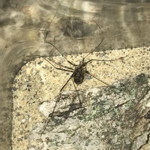 Harvestman