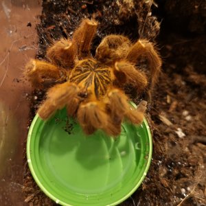 OBT update 1/2