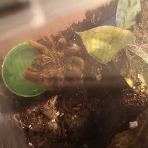 OBT update 2/2