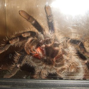 Brachypelma albopilosum (Honduran) - Tinto